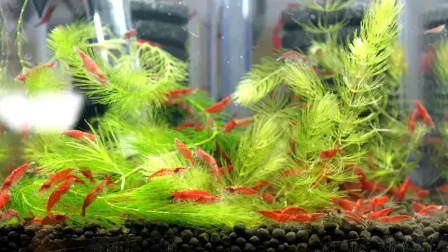 极火虾多久长大繁殖（极火虾价格便宜吗）