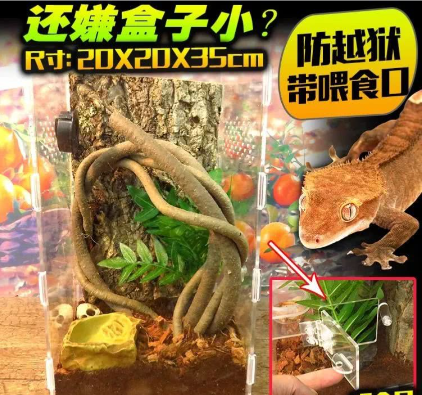 老爷树蛙怎么养（老爷树蛙的饲养方法）