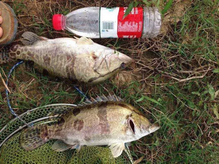 鳜鱼是海鱼吗（鳜鱼分布在哪里）