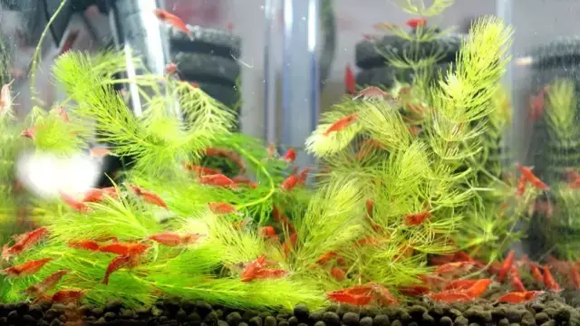 极火虾多久长大繁殖（极火虾价格便宜吗）