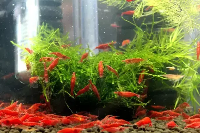 极火虾多久长大繁殖（极火虾价格便宜吗）