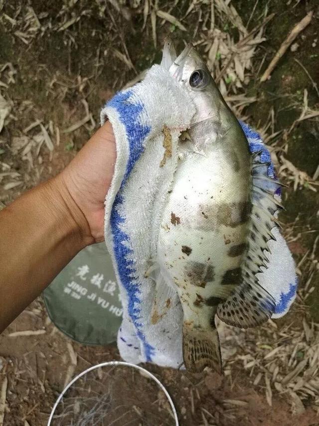 鳜鱼是海鱼吗（鳜鱼分布在哪里）