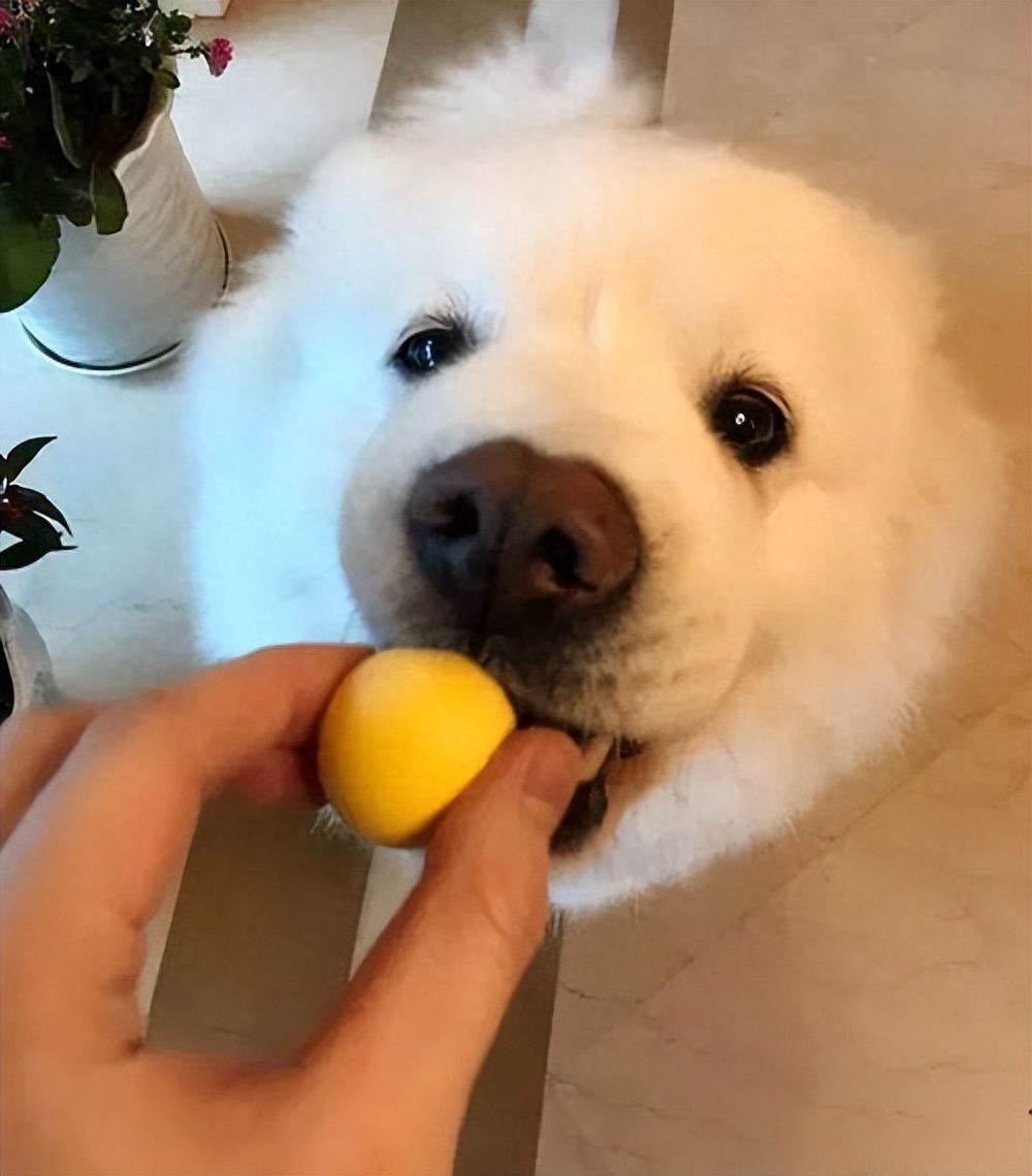 给小狗吃什么食物最好（盘点狗狗最爱吃的六种食物）