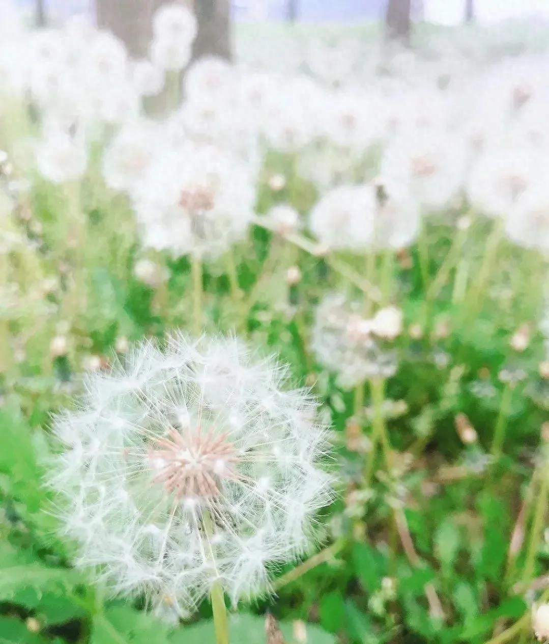 蒲公英的花语（蒲公英的花语是什么）