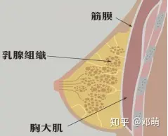 什么方法可以安全有效丰胸？