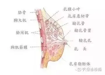 丰胸穴位，按一按就让你的胸部大起来！